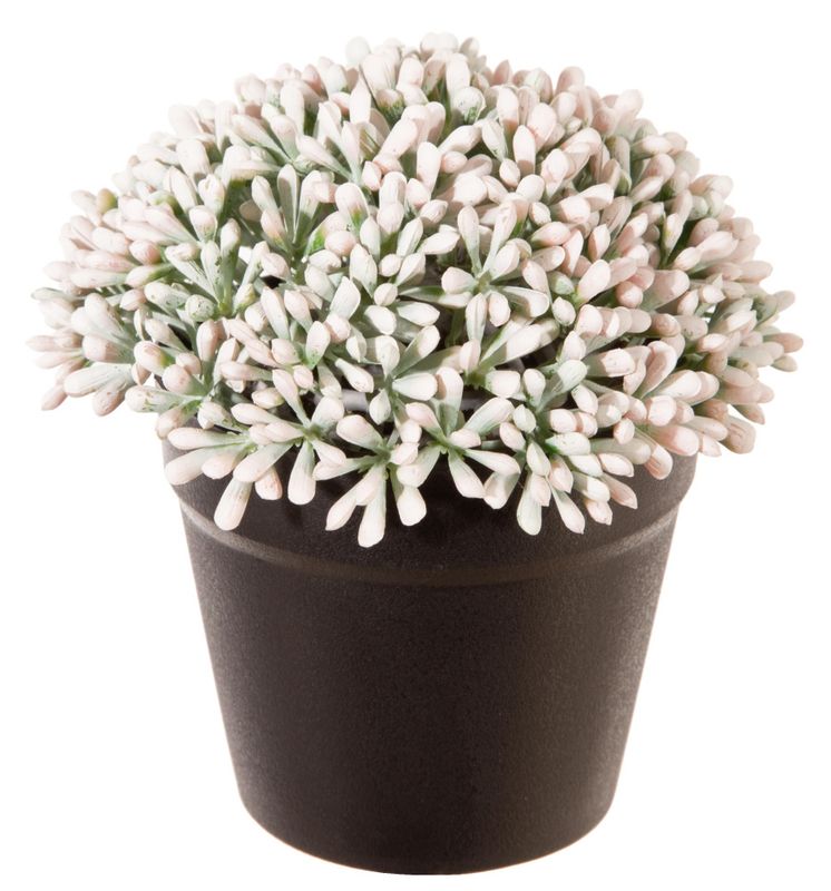 Lyngblomst i Sort Potte